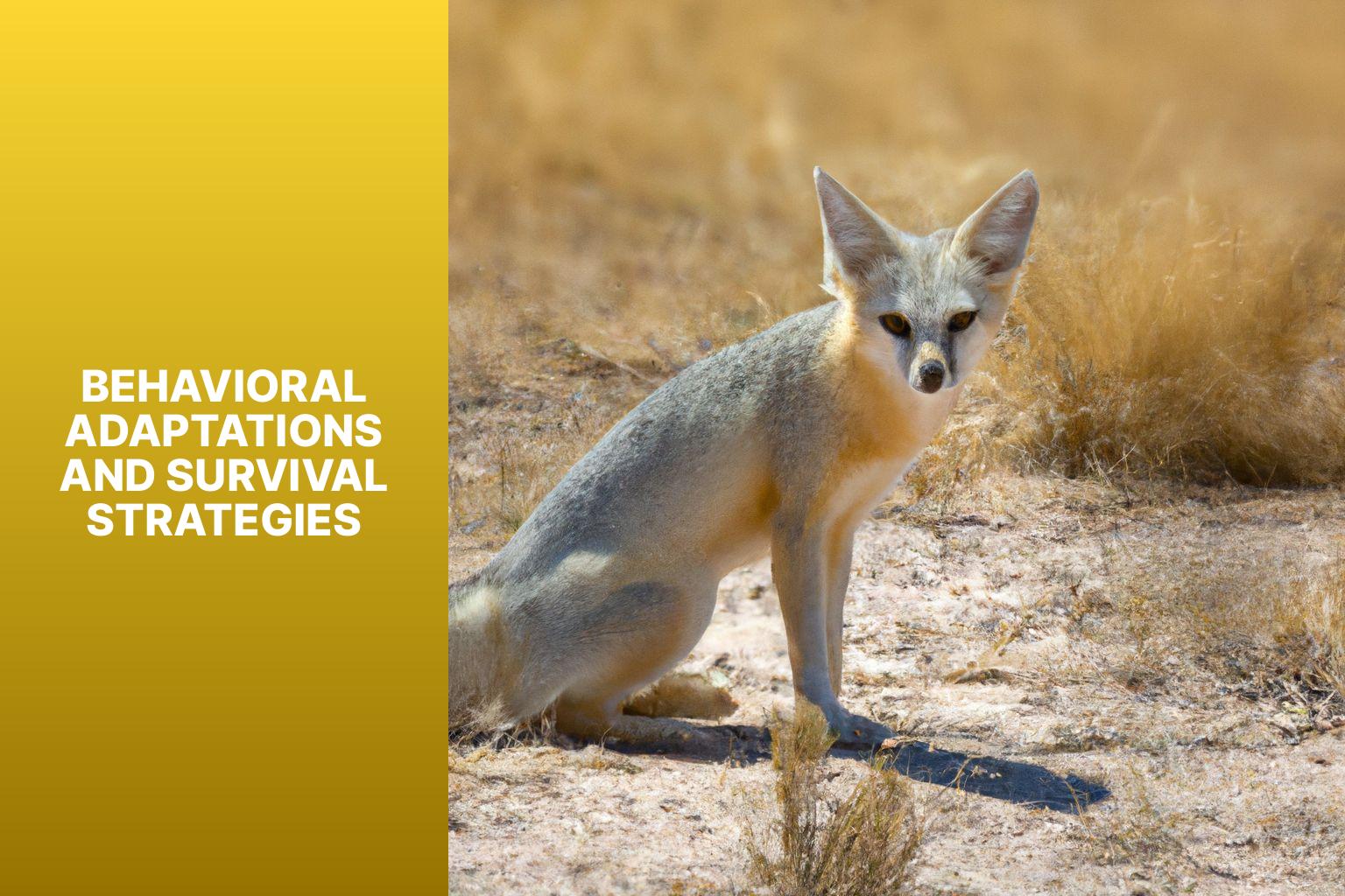Behavioral Adaptations and Survival Strategies - Corsac Fox Behavior 