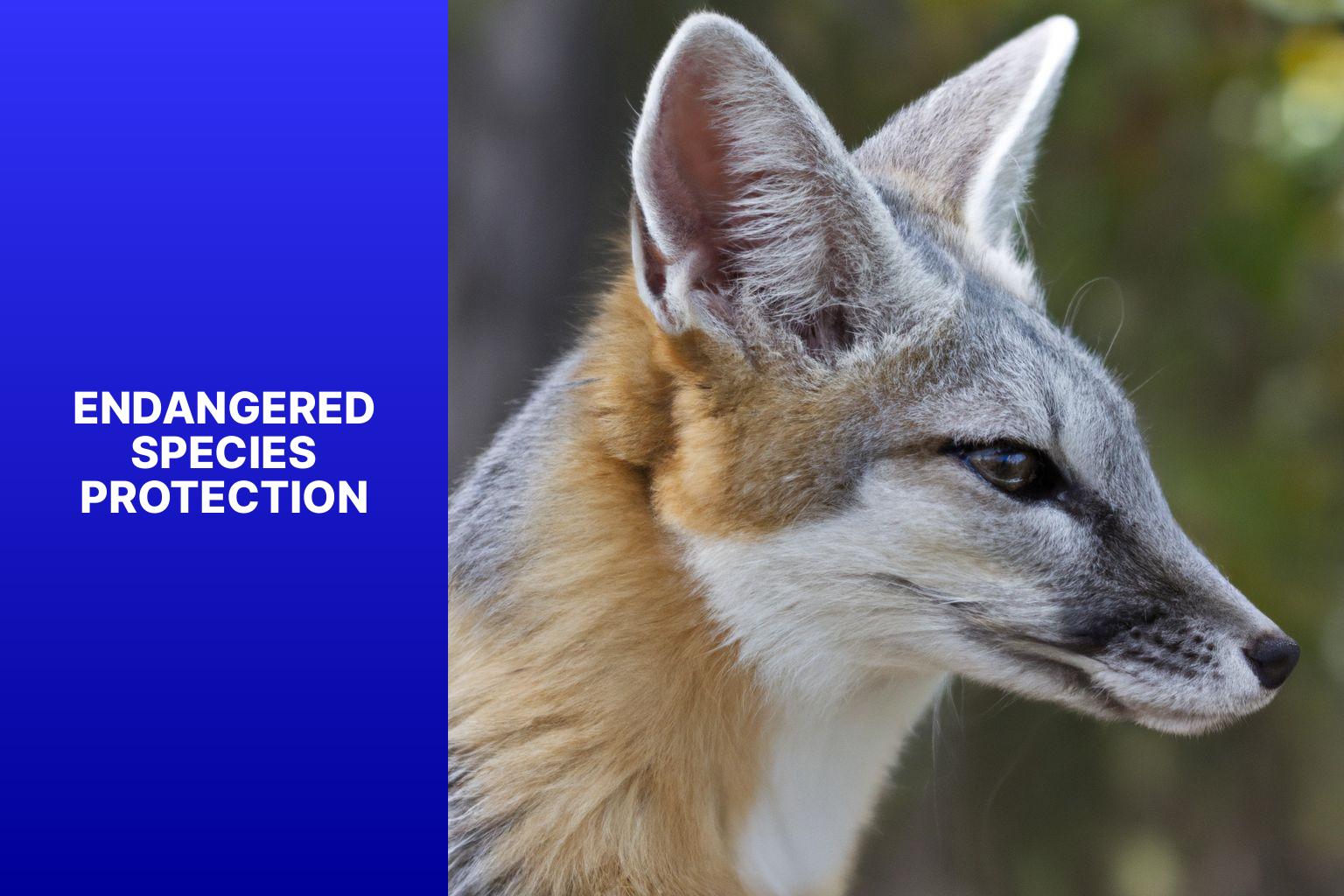 Endangered Species Protection - Corsac Fox Conservation Status 