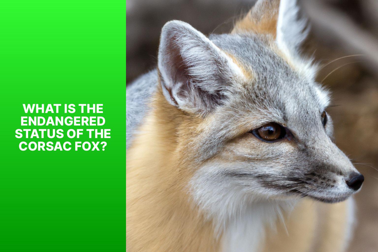 What is the Endangered Status of the Corsac Fox? - Corsac Fox Endangered Status 