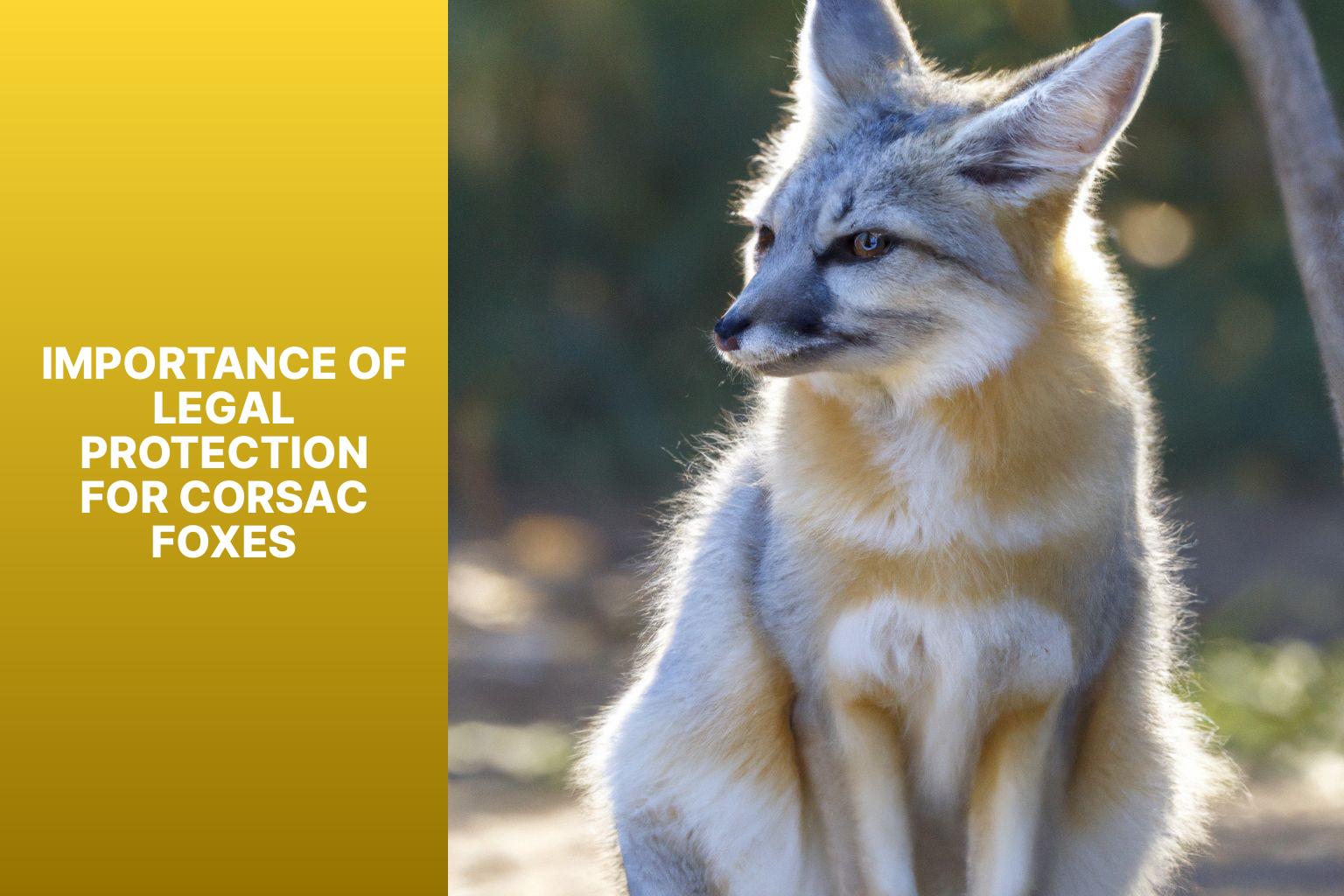 Importance of Legal Protection for Corsac Foxes - Corsac Fox Legal Protection 