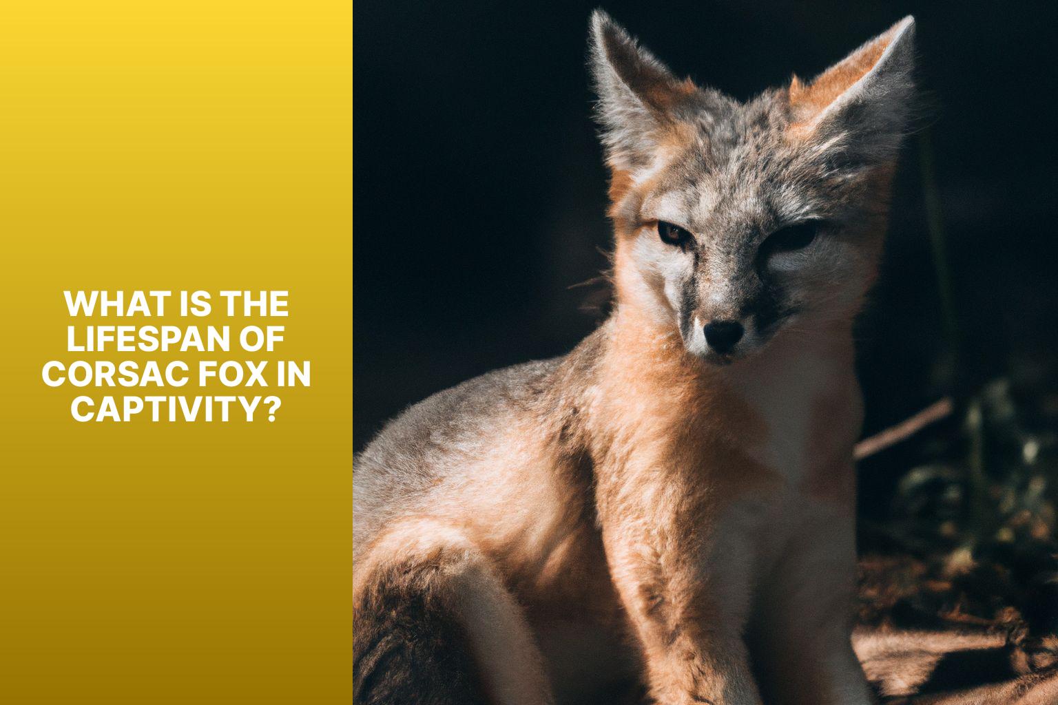 What is the Lifespan of Corsac Fox in Captivity? - Corsac Fox Lifespan in Wild vs Captivity 