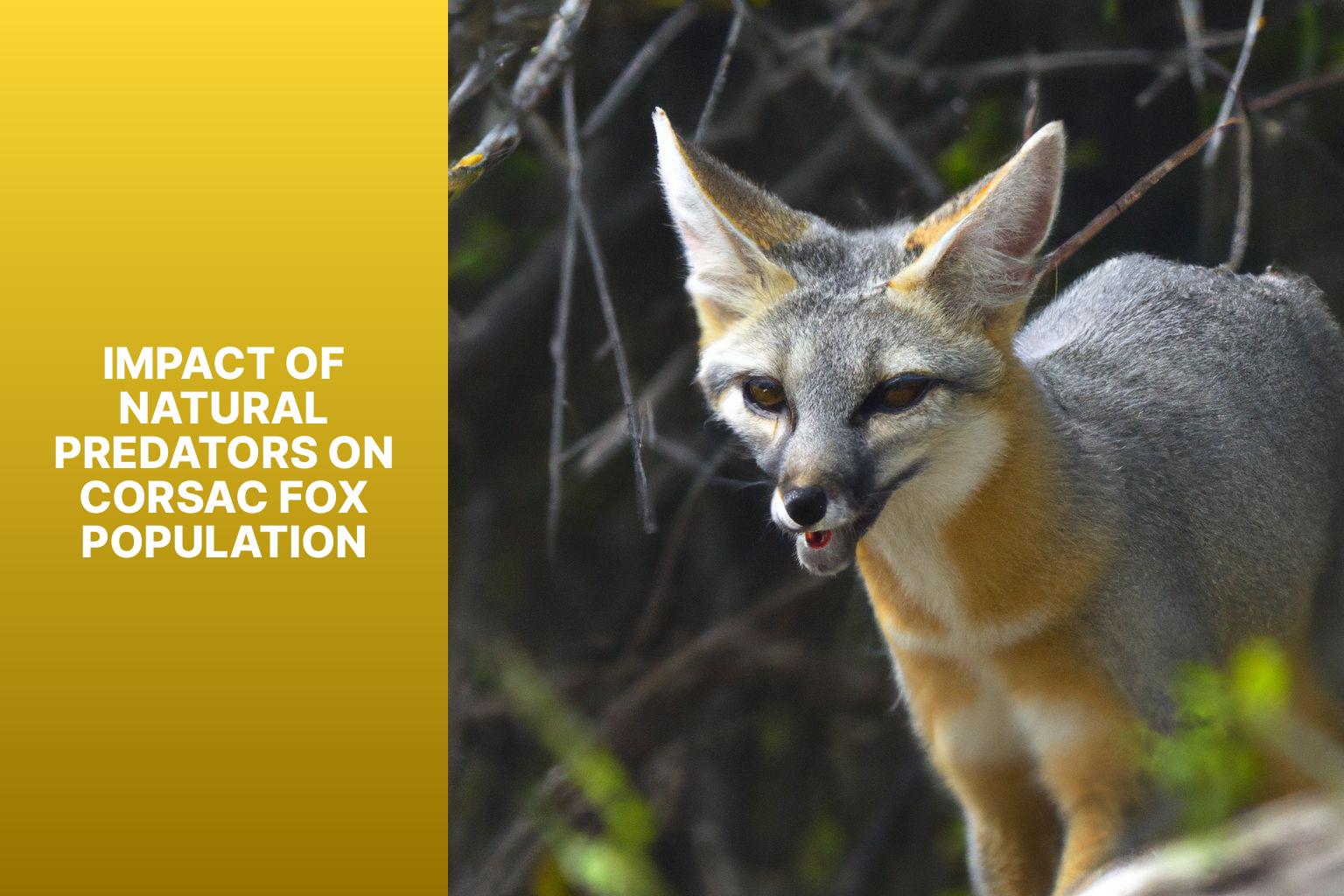 Impact of Natural Predators on Corsac Fox Population - Corsac Fox Natural Predators 