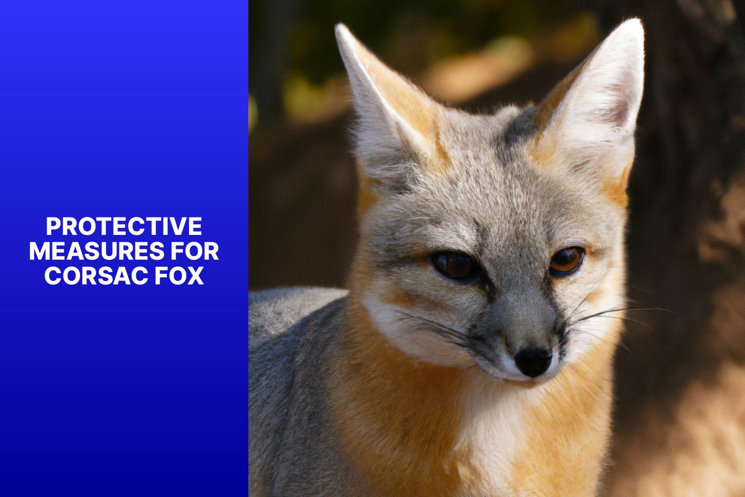 Protective Measures for Corsac Fox - Corsac Fox Natural Predators 