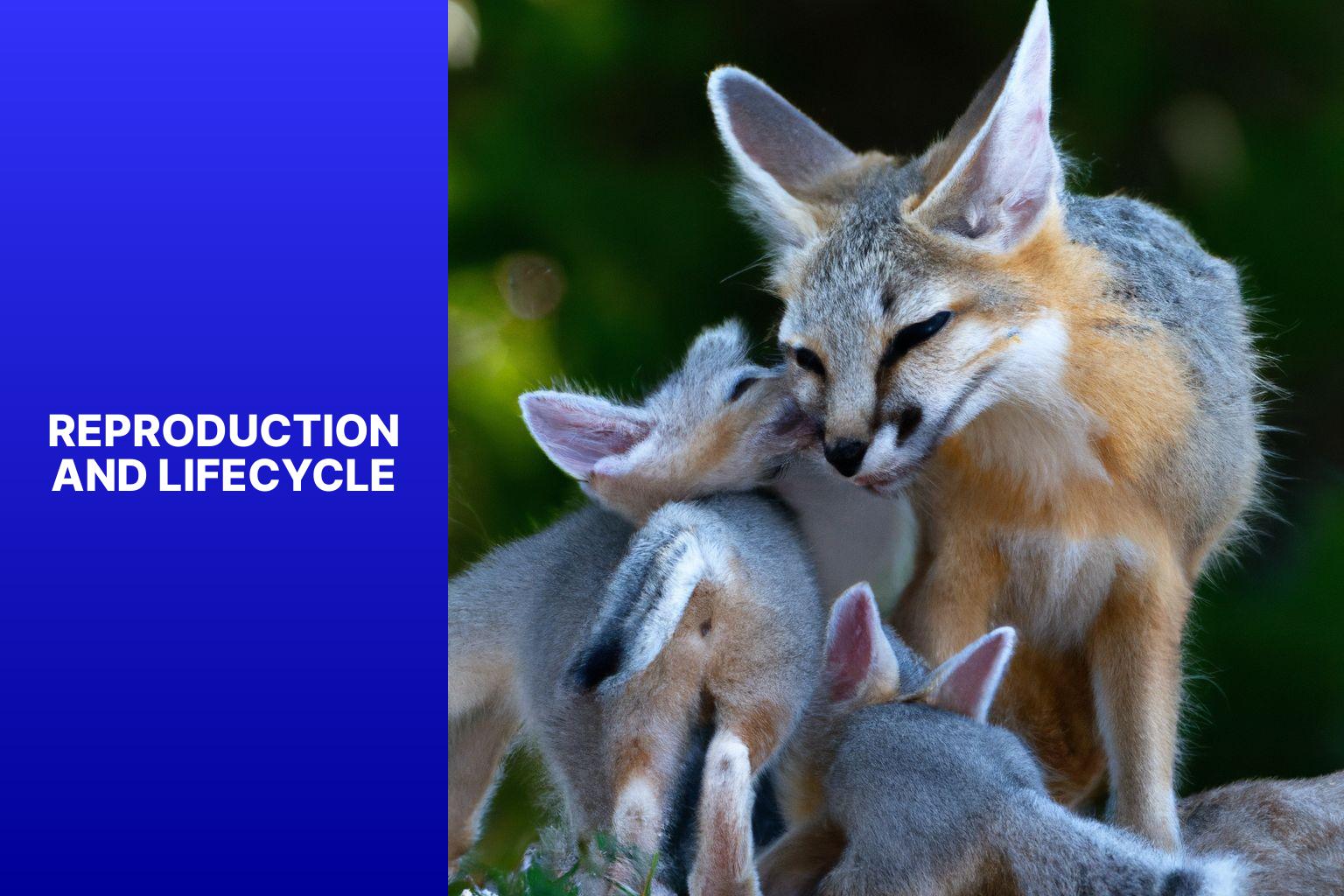 Reproduction and Lifecycle - Corsac Fox Scientific Research 