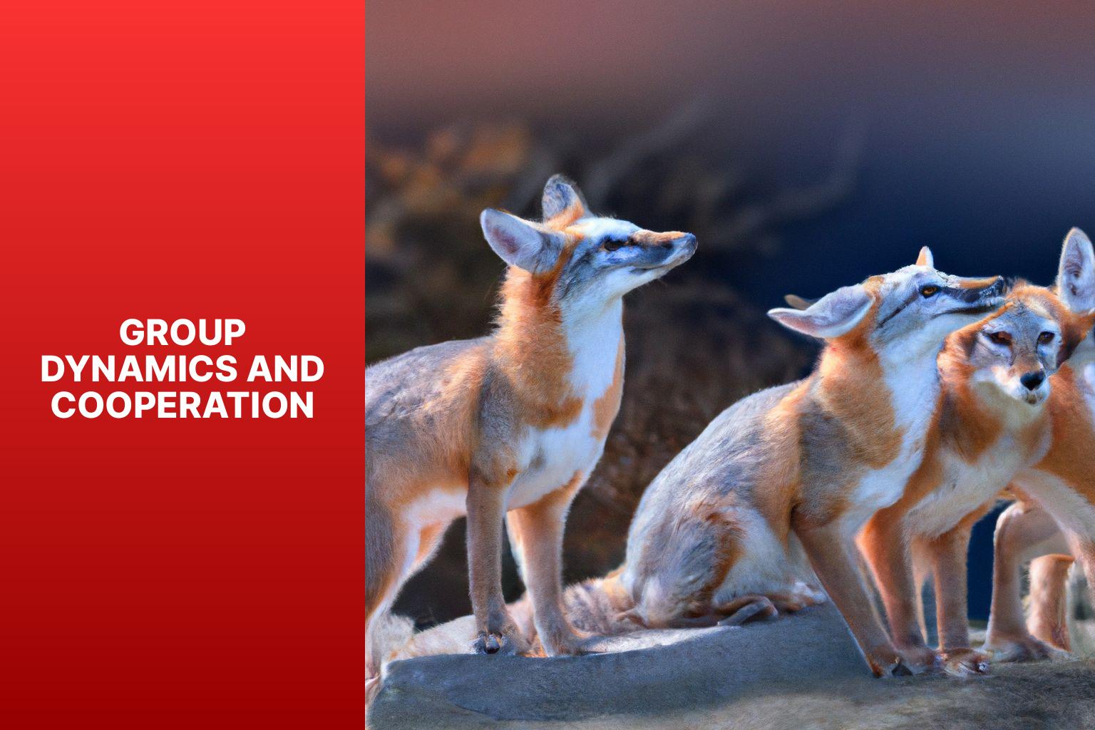 Group Dynamics and Cooperation - Corsac Fox Social Structure 