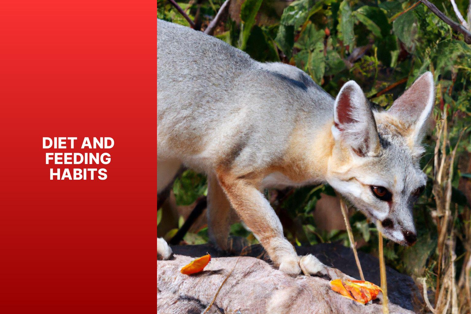 Diet and Feeding Habits - Corsac Fox Survival Strategies 