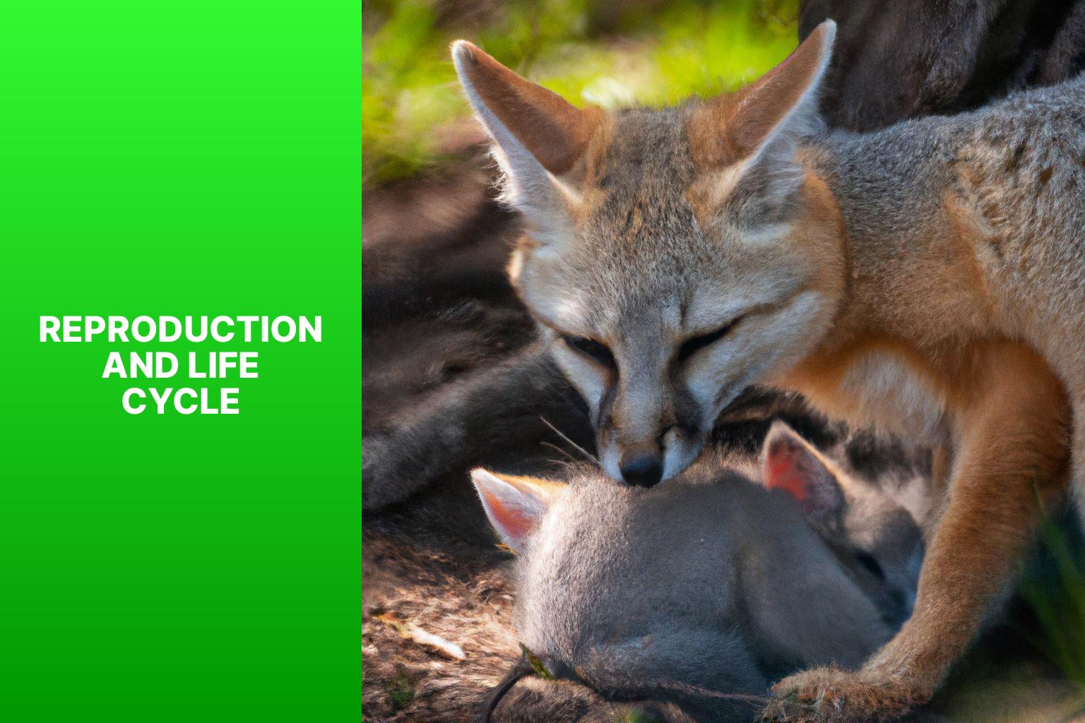Reproduction and Life Cycle - Corsac Fox Survival Strategies 
