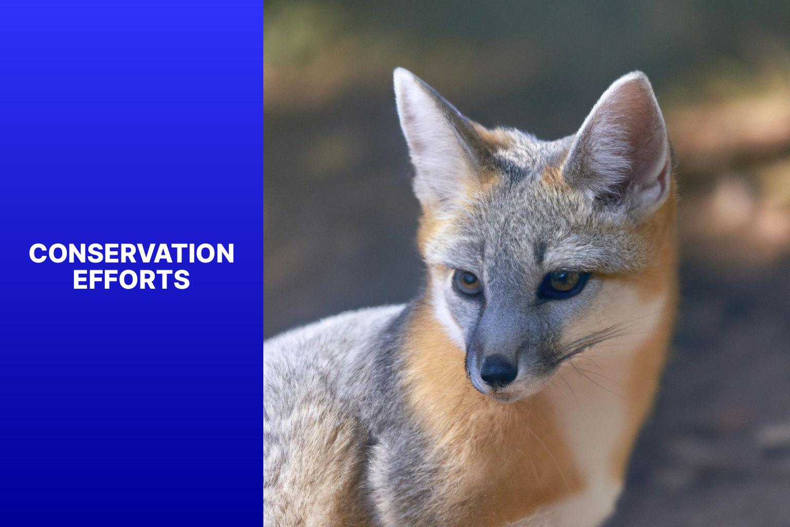 Conservation Efforts - Corsac Fox Threats and Challenges 