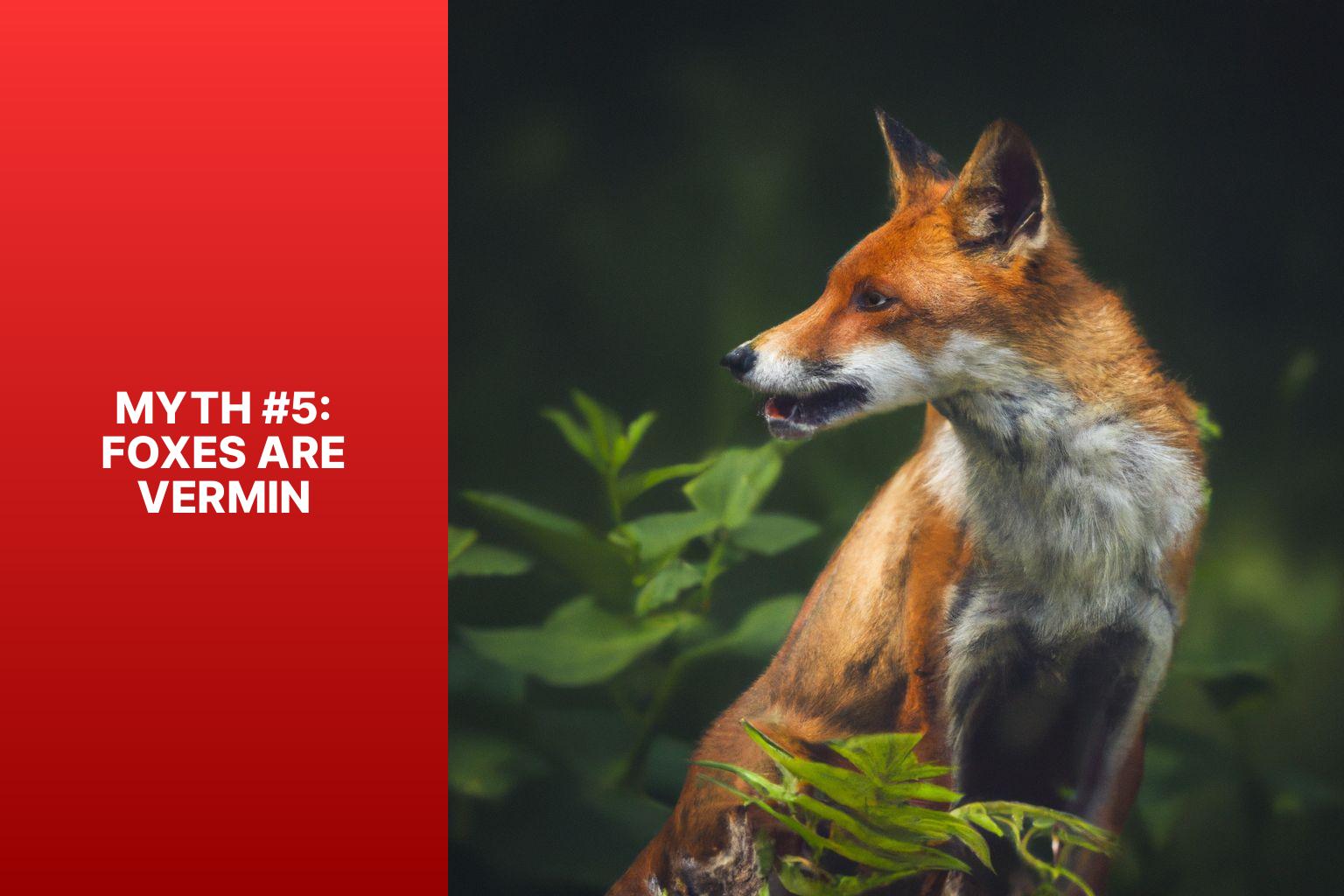 Myth #5: Foxes Are Vermin - Fox Myths Explained 