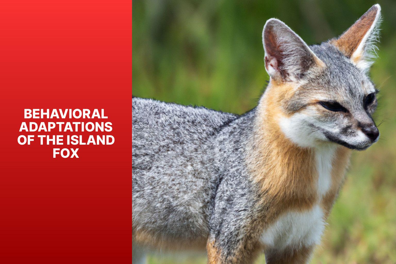 Behavioral Adaptations of the Island Fox - Island Fox Adaptations 