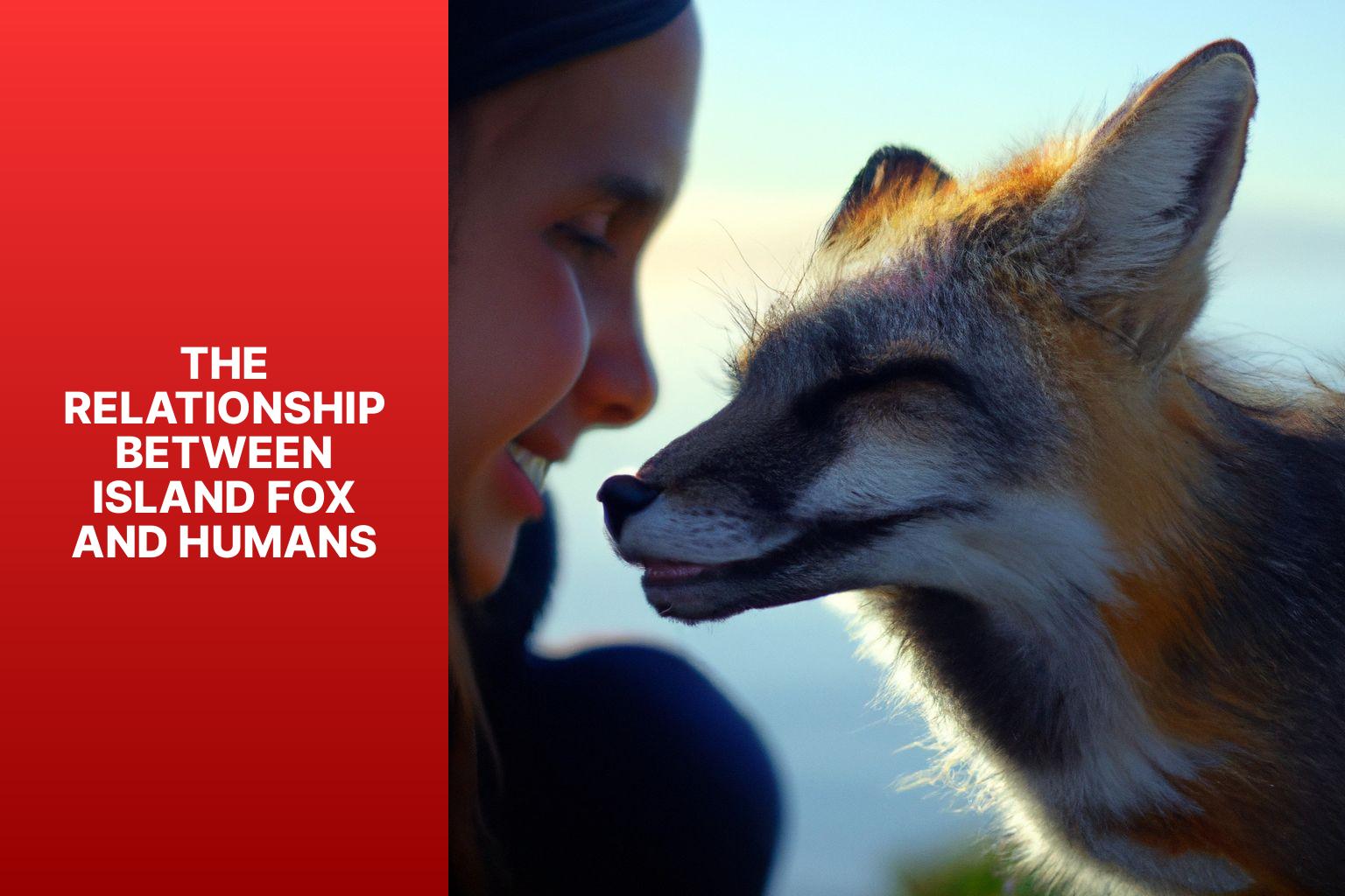 The Relationship between Island Fox and Humans - Island Fox and Human Interaction 