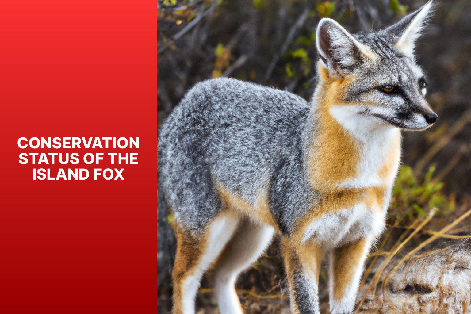 Conservation Status of the Island Fox - Island Fox and Wildlife Management 