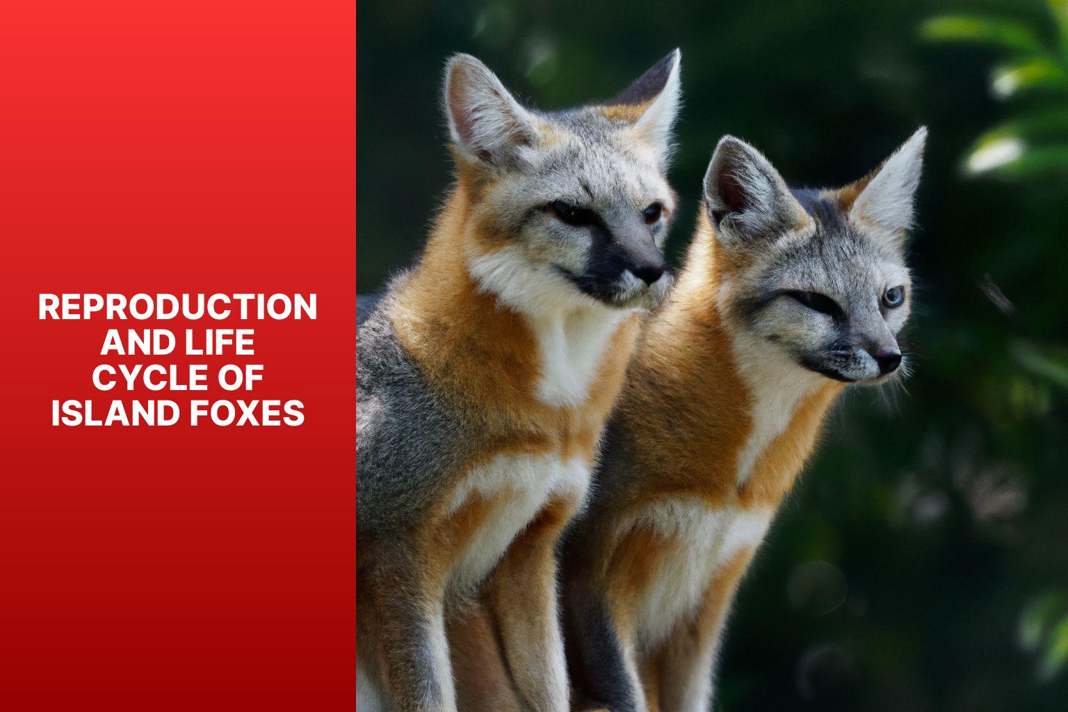 Reproduction and Life Cycle of Island Foxes - Island Fox Behavior 