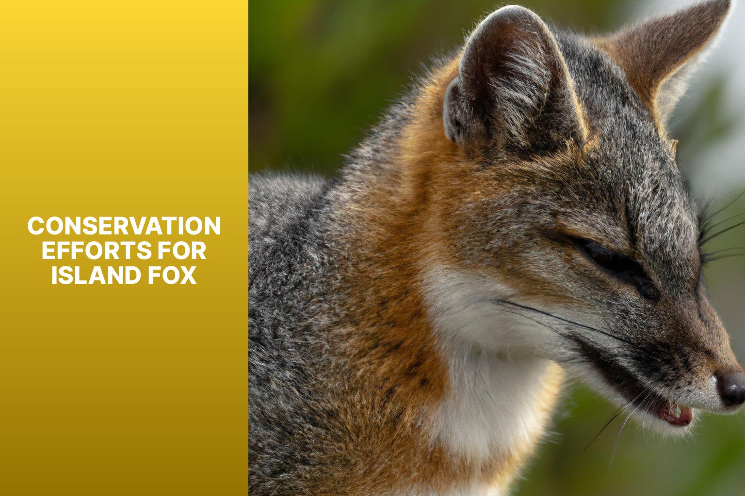 Conservation Efforts for Island Fox - Island Fox Conservation Success 