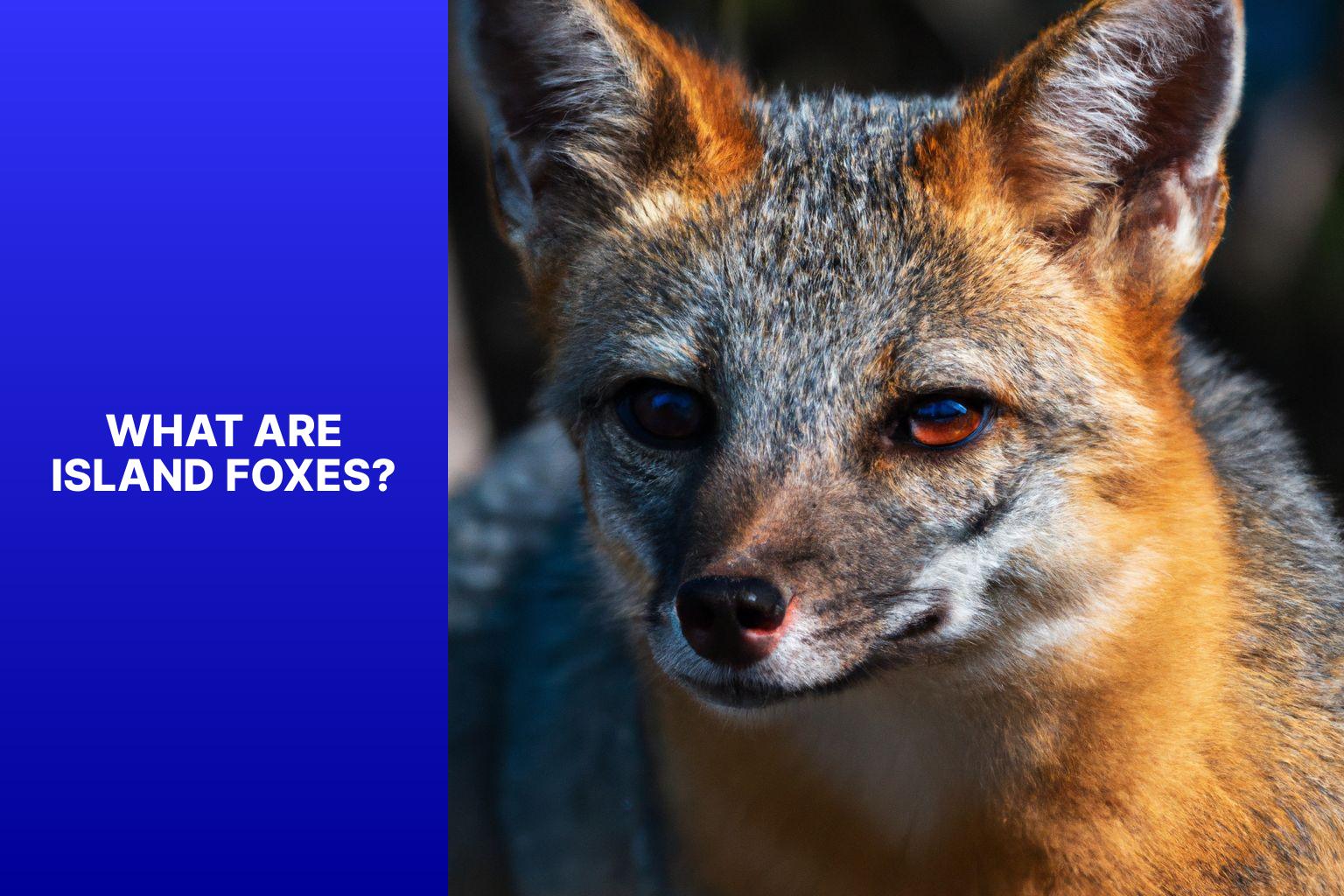 What are Island Foxes? - Island Fox Conservation 