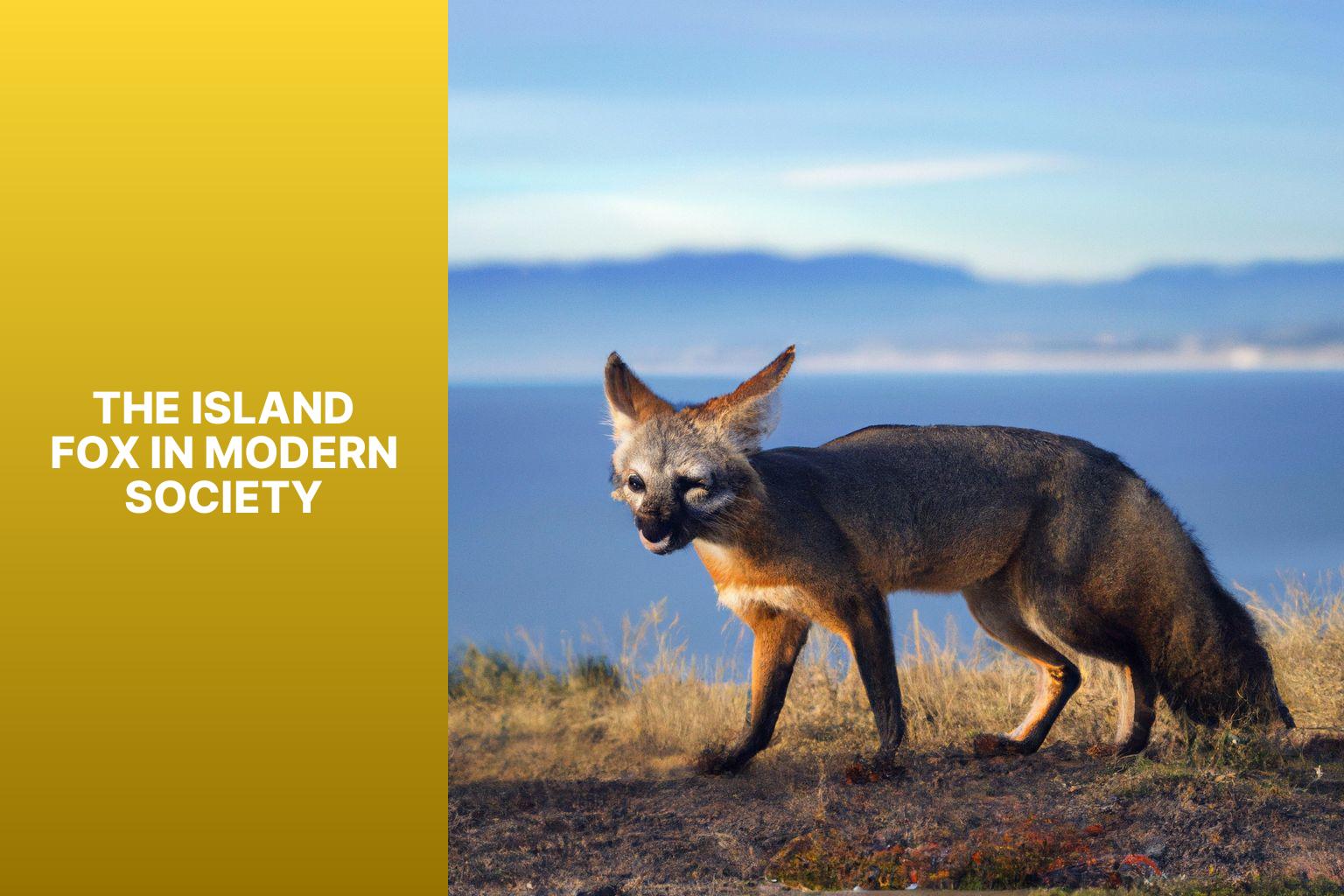 The Island Fox in Modern Society - Island Fox Cultural Significance 
