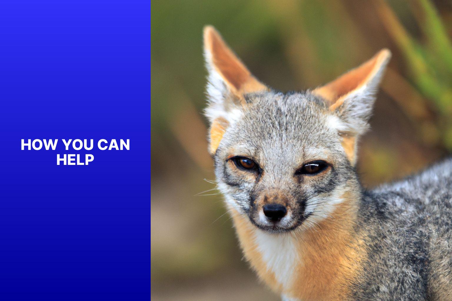 How You Can Help - Island Fox Ecosystem Role 