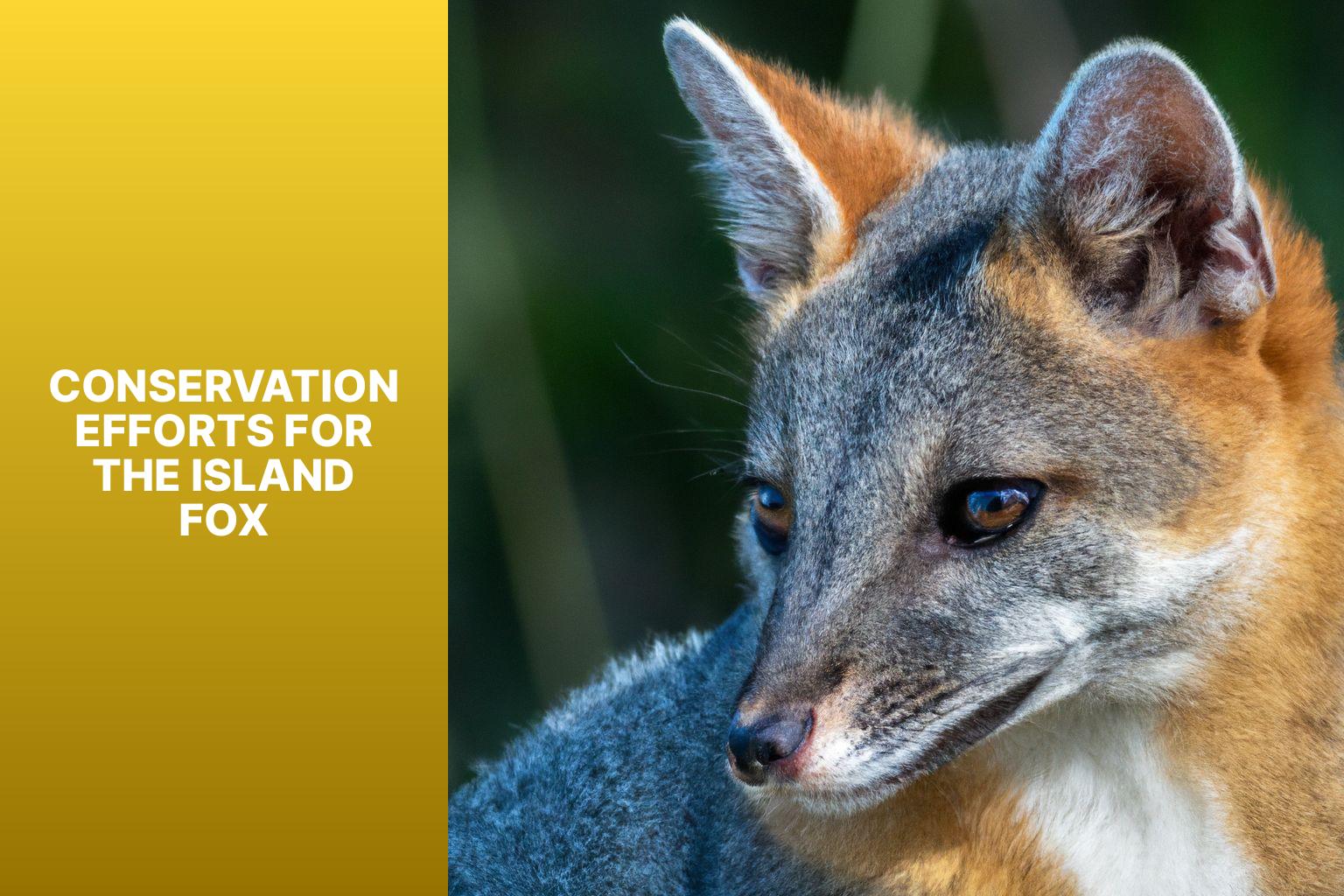 Conservation Efforts for the Island Fox - Island Fox Endangered Status 