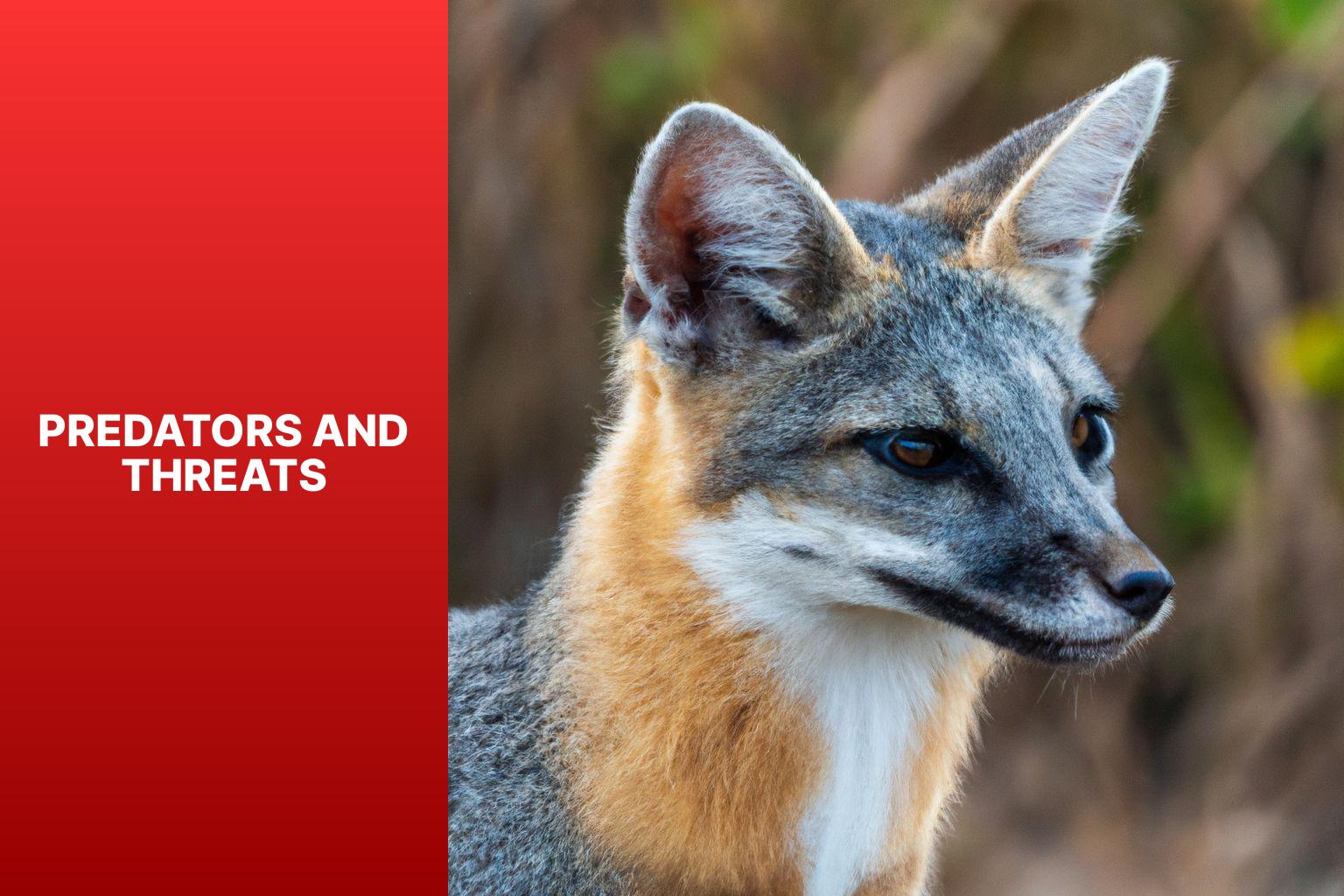 Predators and Threats - Island Fox Facts 