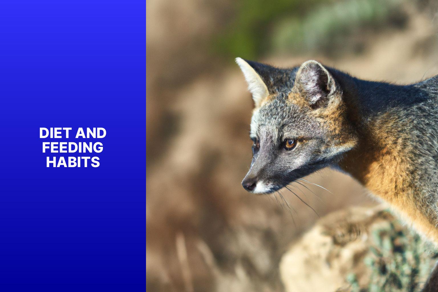 Diet and Feeding Habits - Island Fox Facts 
