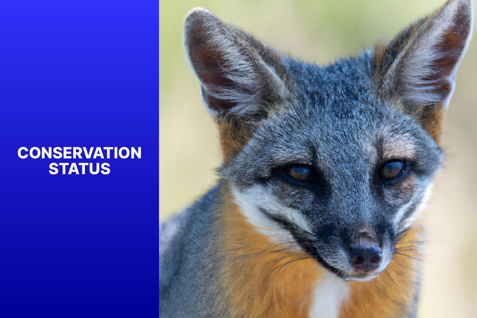 Conservation Status - Island Fox Facts 