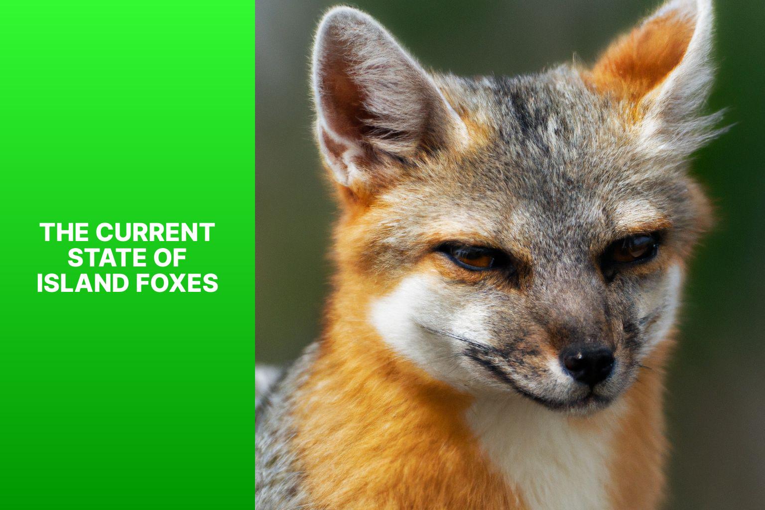 The Current State of Island Foxes - Island Fox Future Prospects 