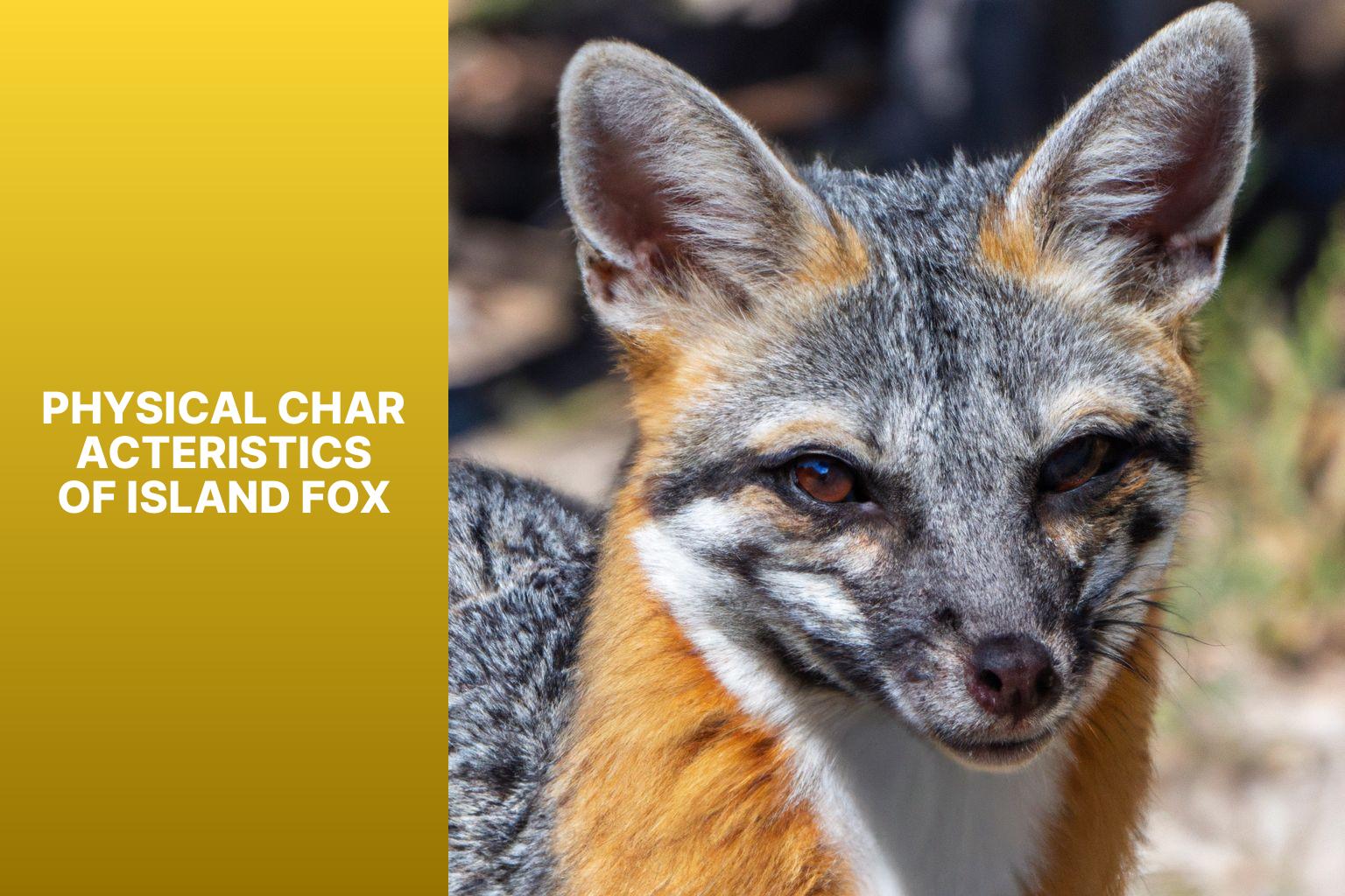 Physical Characteristics of Island Fox - Island Fox Natural History 