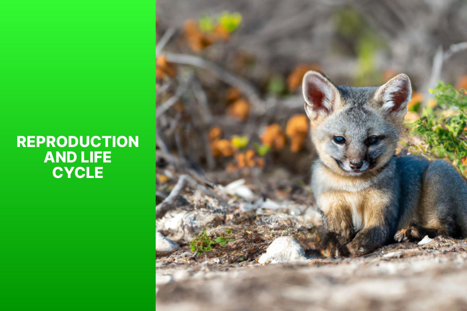 Reproduction and Life Cycle - Island Fox Natural History 