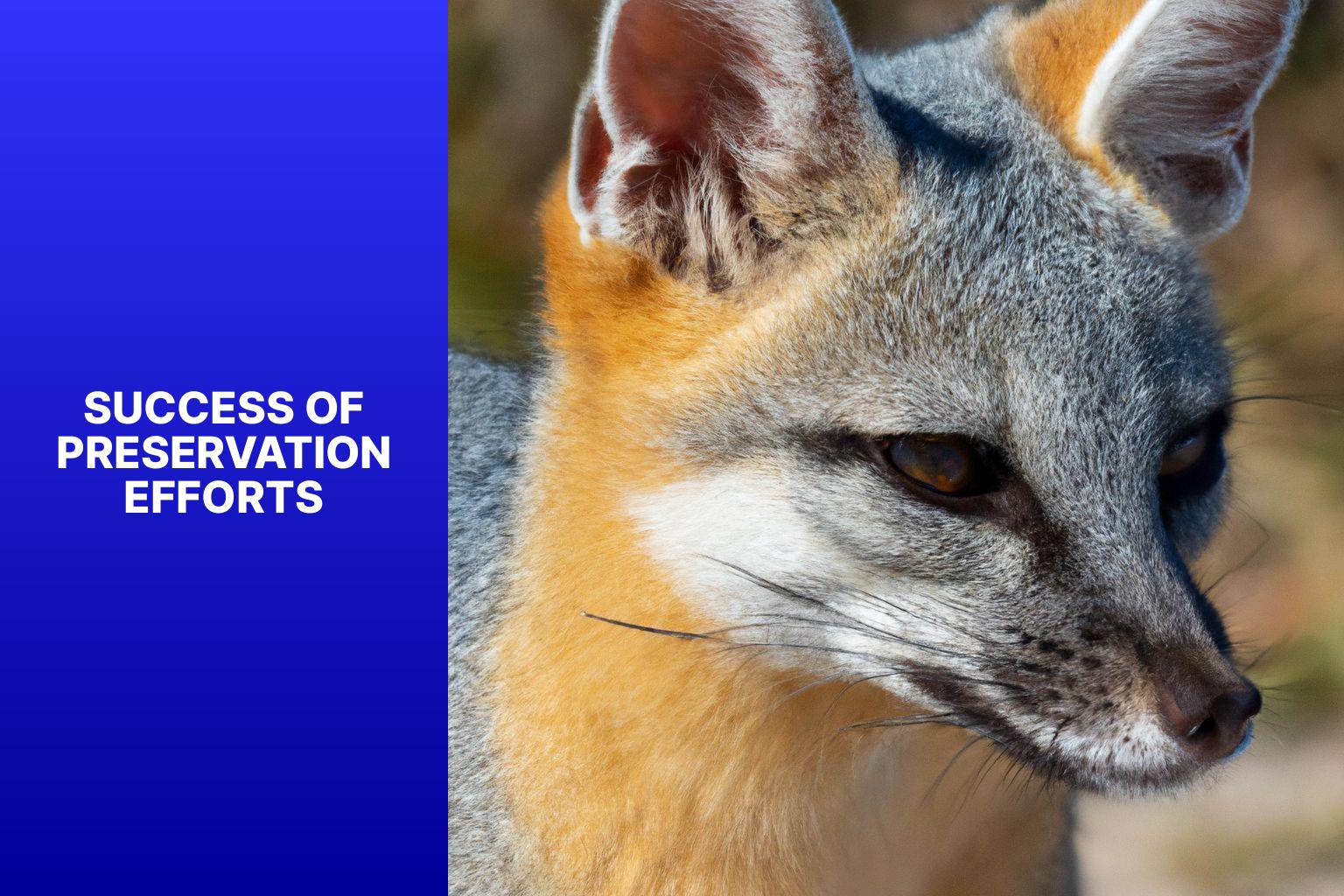 Success of Preservation Efforts - Island Fox Preservation Efforts 