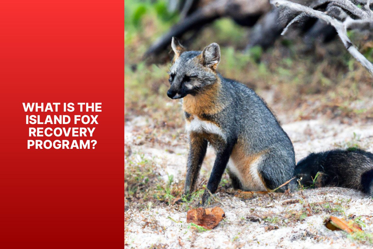 What is the Island Fox Recovery Program? - Island Fox Recovery Program 