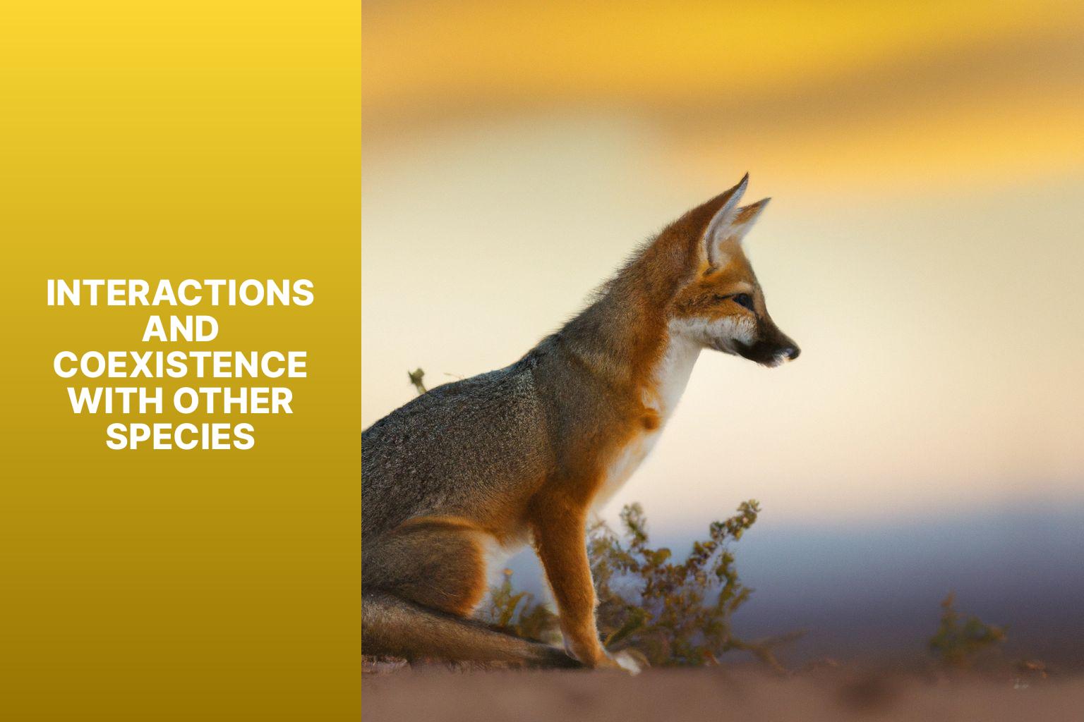Interactions and Coexistence with Other Species - Kit Fox Adaptations 
