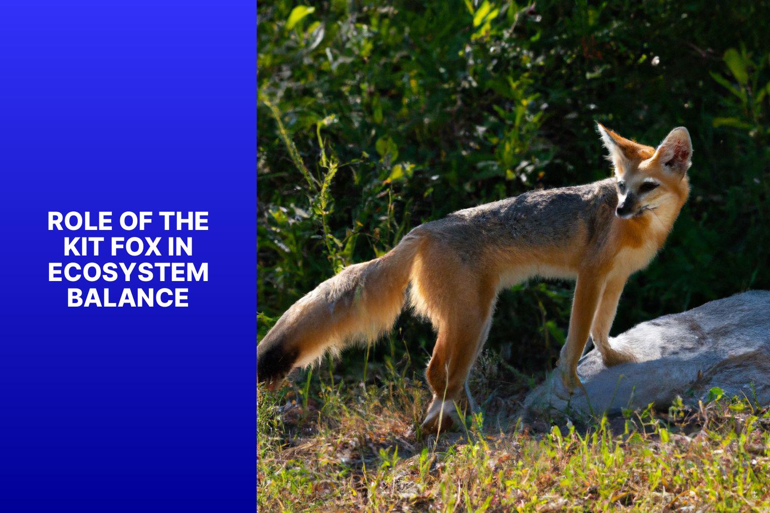 Role of the Kit Fox in Ecosystem Balance - Kit Fox and Ecosystem Balance 