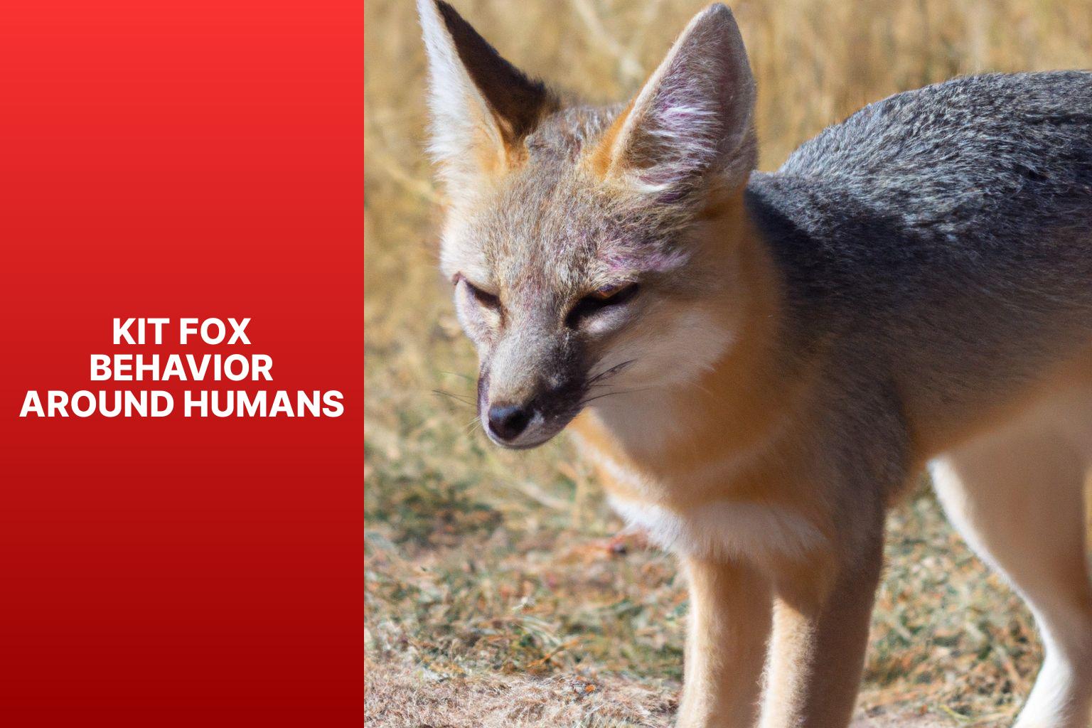Kit Fox Behavior around Humans - Kit Fox and Human Interaction 