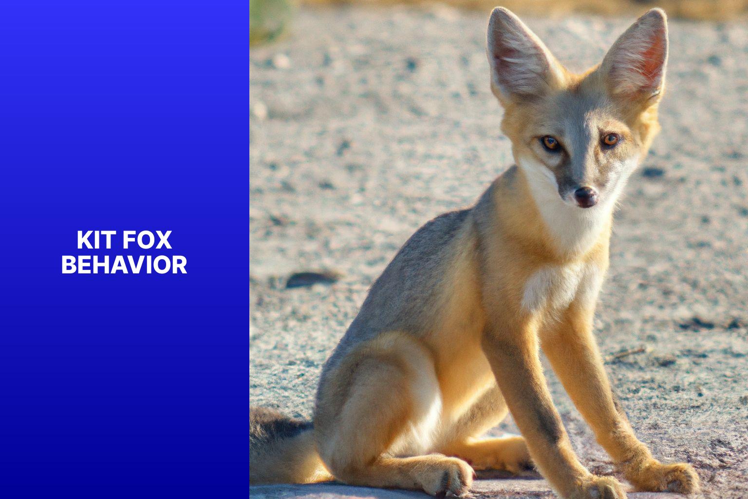 Understanding Kit Fox Behavior: Insights into their Social Structure