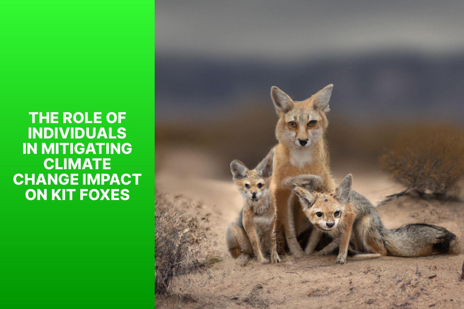 The Role of Individuals in Mitigating Climate Change Impact on Kit Foxes - Kit Fox Climate Change Impact 