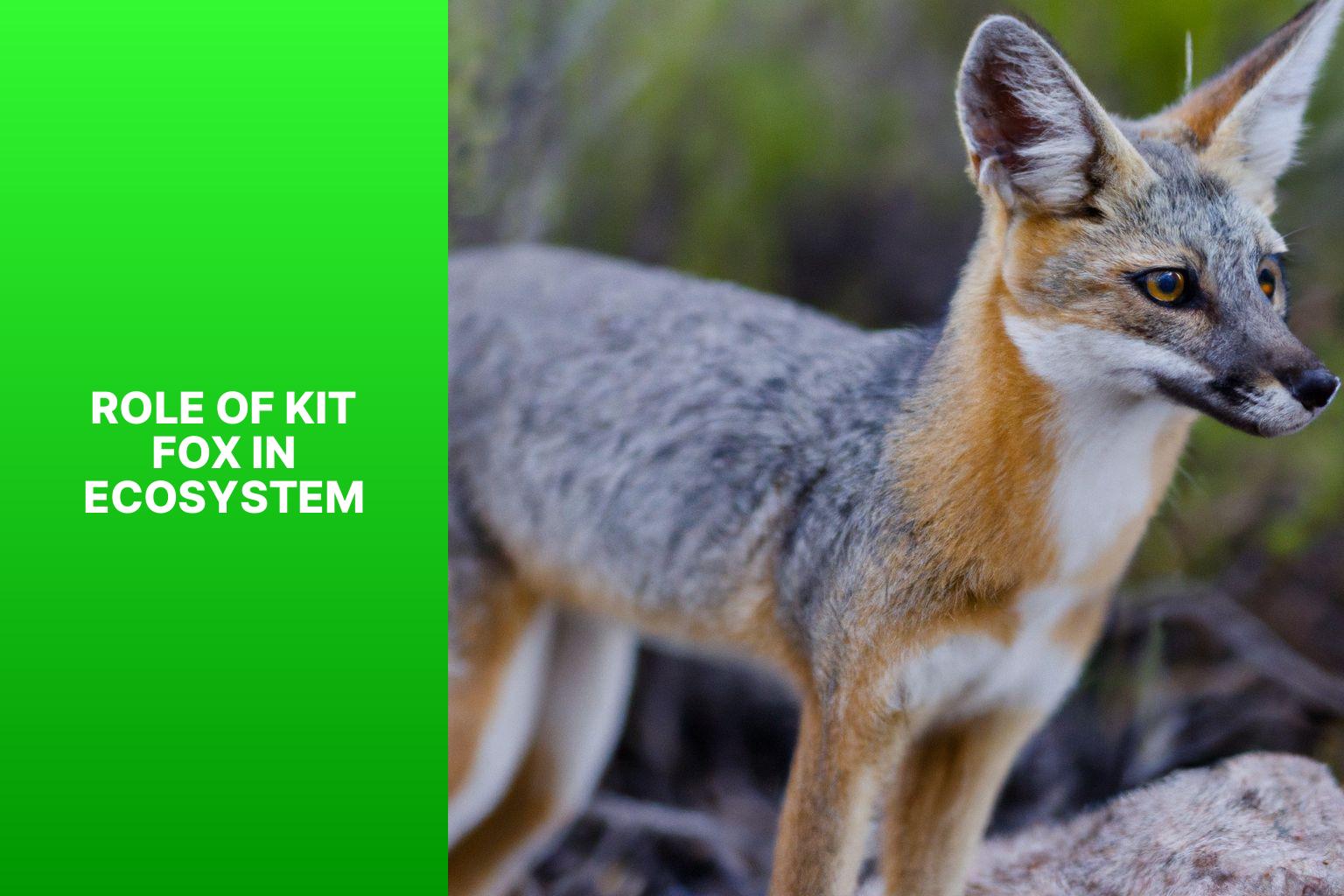 Role of Kit Fox in Ecosystem - Kit Fox Distribution 
