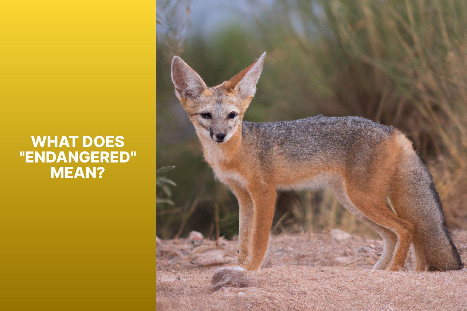 What Does "Endangered" Mean? - Kit Fox Endangered 