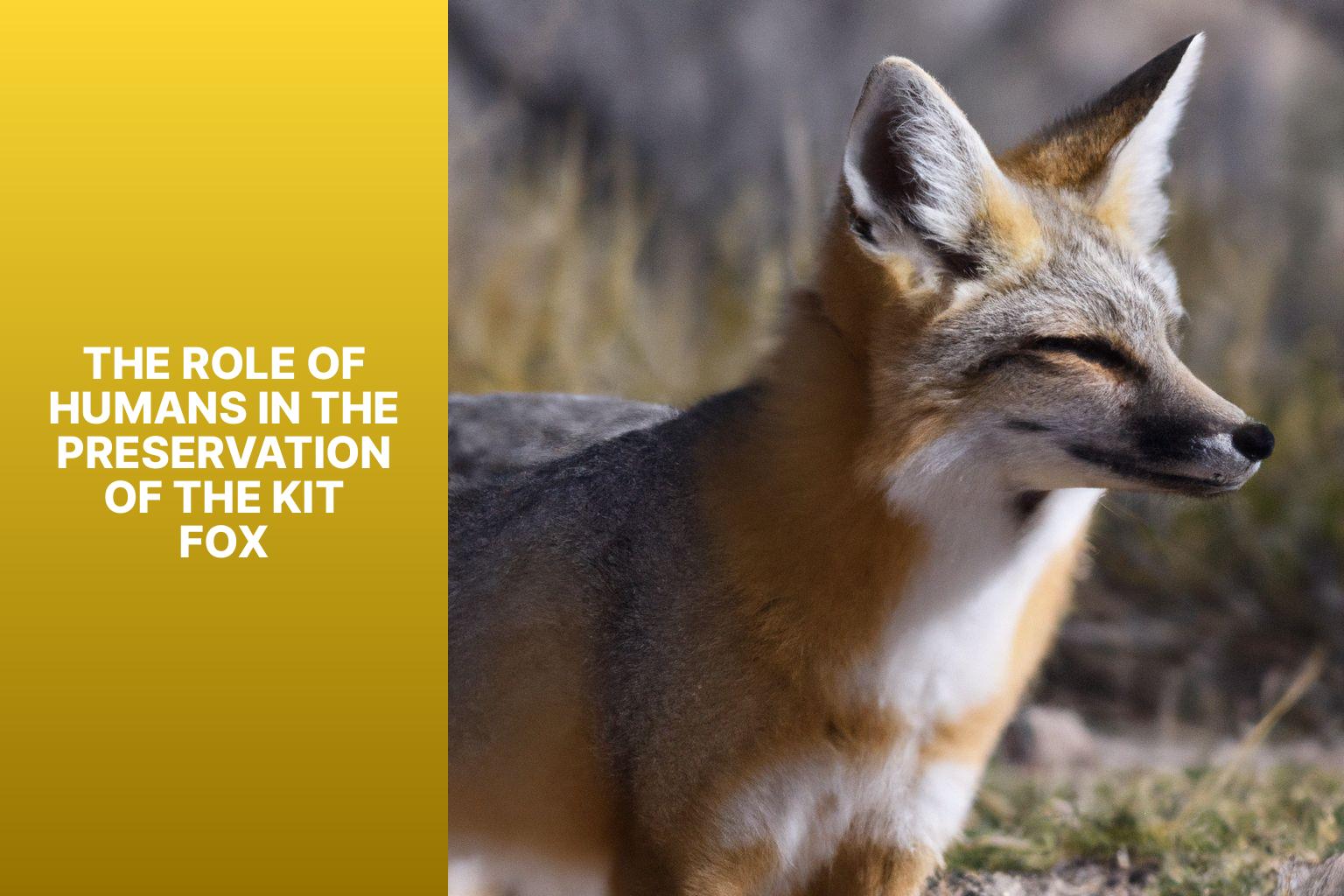 The Role of Humans in the Preservation of the Kit Fox - Kit Fox Endangered 
