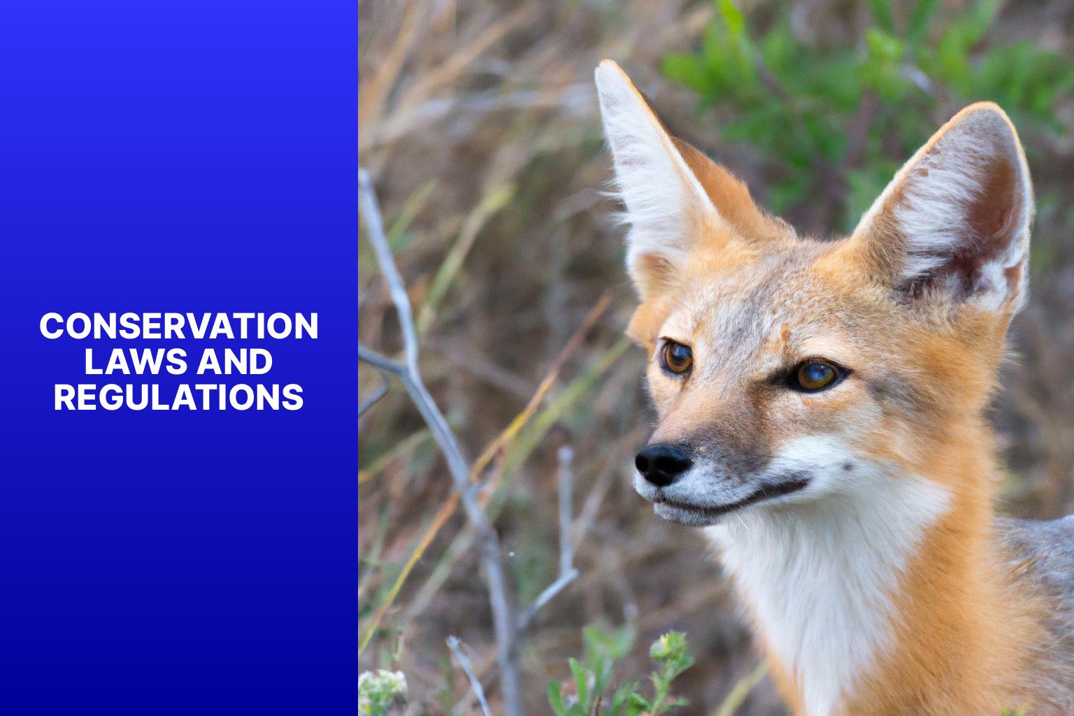 Conservation Laws and Regulations - Kit Fox Endangered 