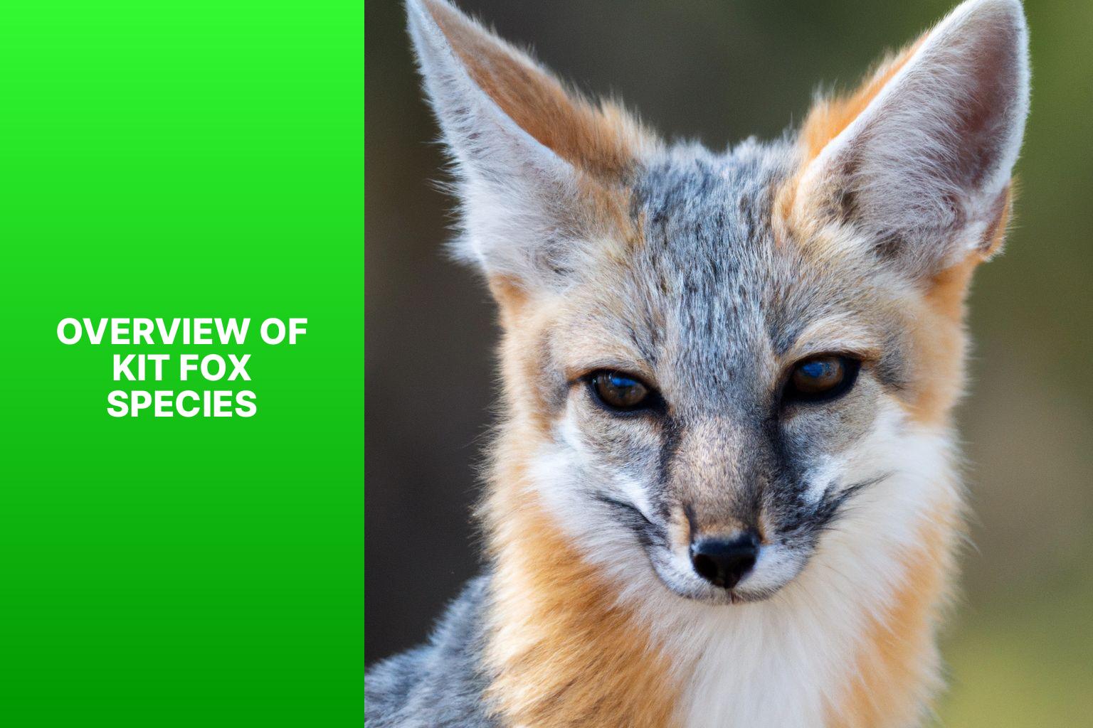 Overview of Kit Fox Species - Kit Fox Evolution 