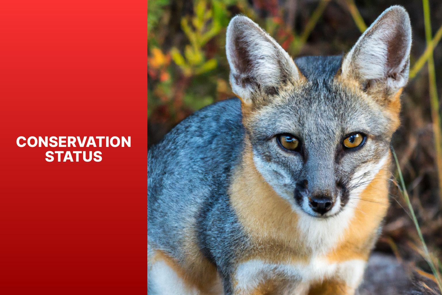 Conservation Status - Kit Fox Facts 