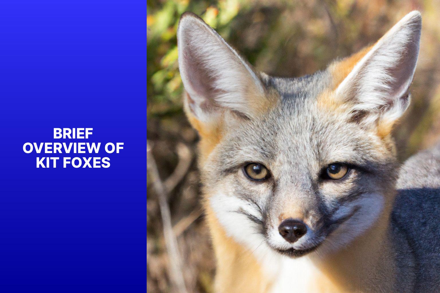 Brief Overview of Kit Foxes - Kit Fox Images 