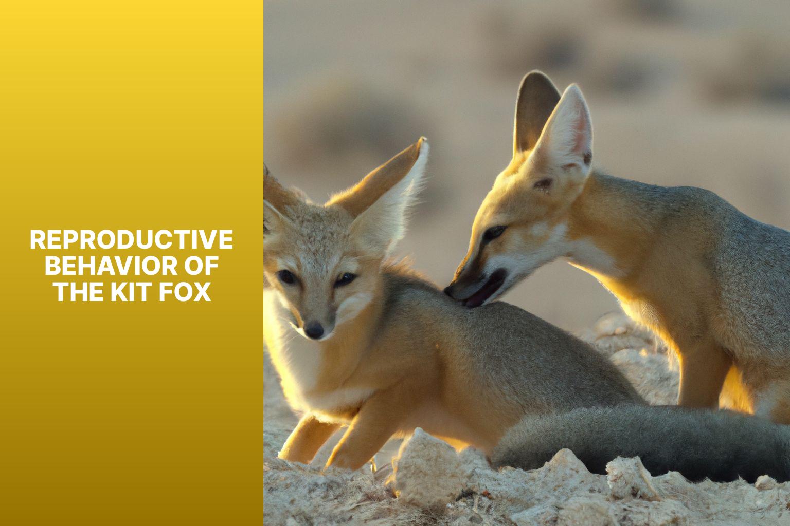Reproductive Behavior of the Kit Fox - Kit Fox in Animal Behavior Analysis 