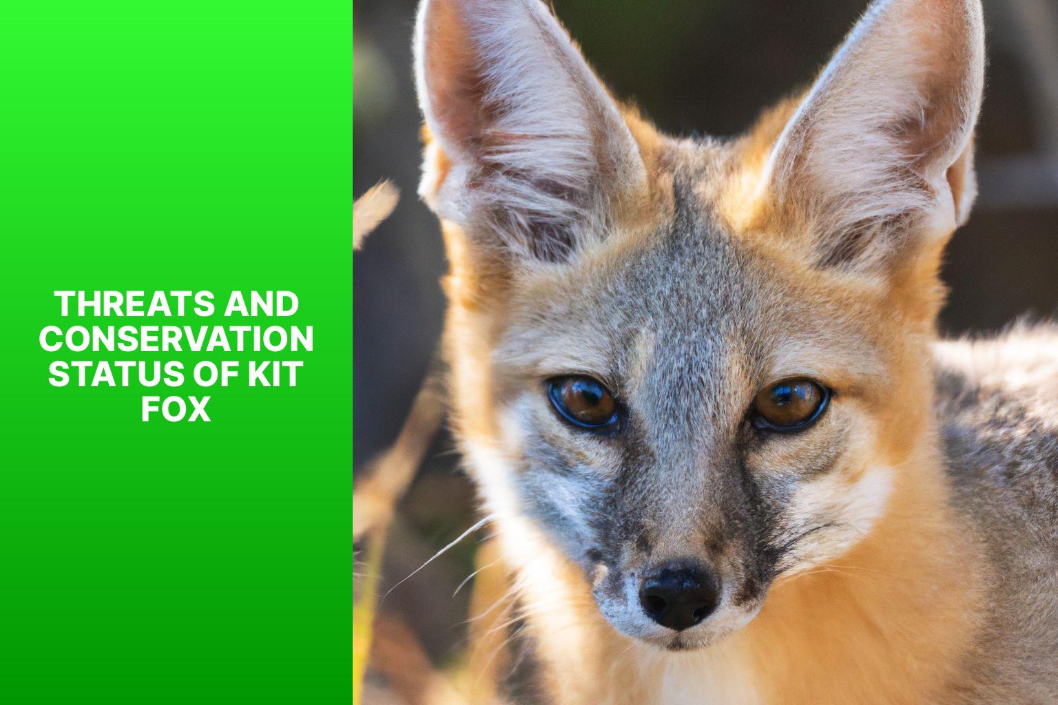 Threats and Conservation Status of Kit Fox - Kit Fox in Animal Physiology 