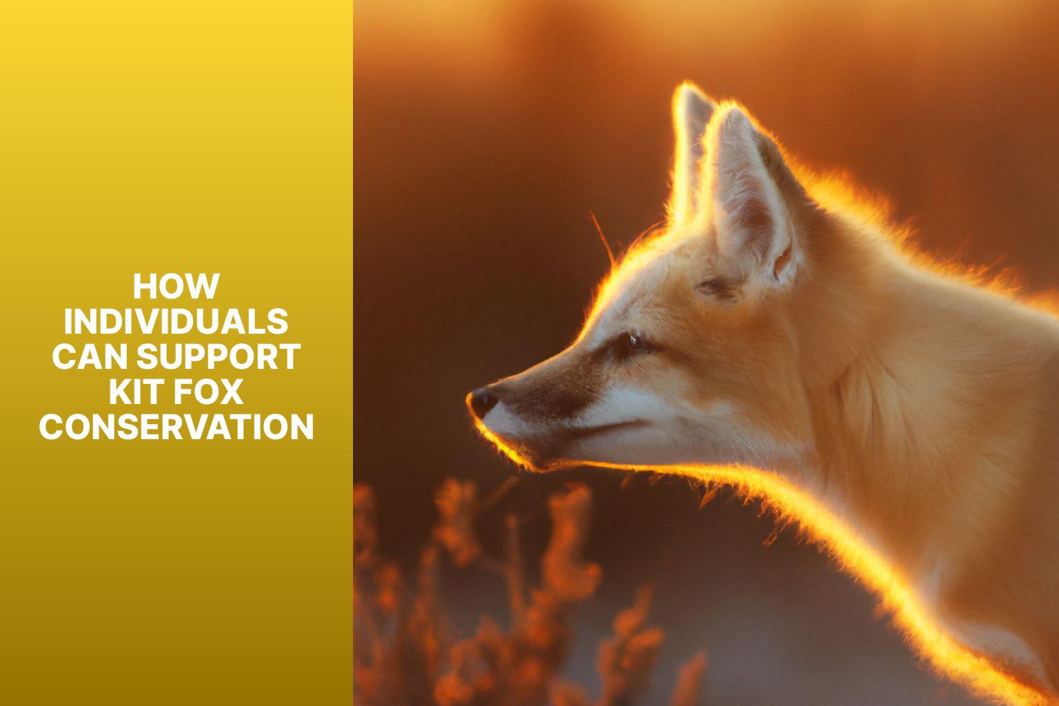 How Individuals Can Support Kit Fox Conservation - Kit Fox in Animal Rights Advocacy 