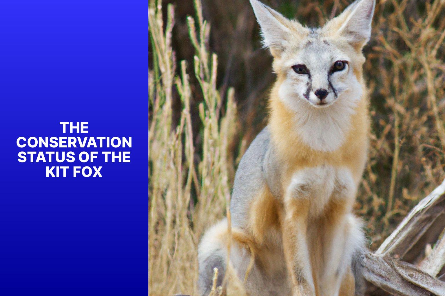 The Conservation Status of the Kit Fox - Kit Fox in Animal Rights Law 