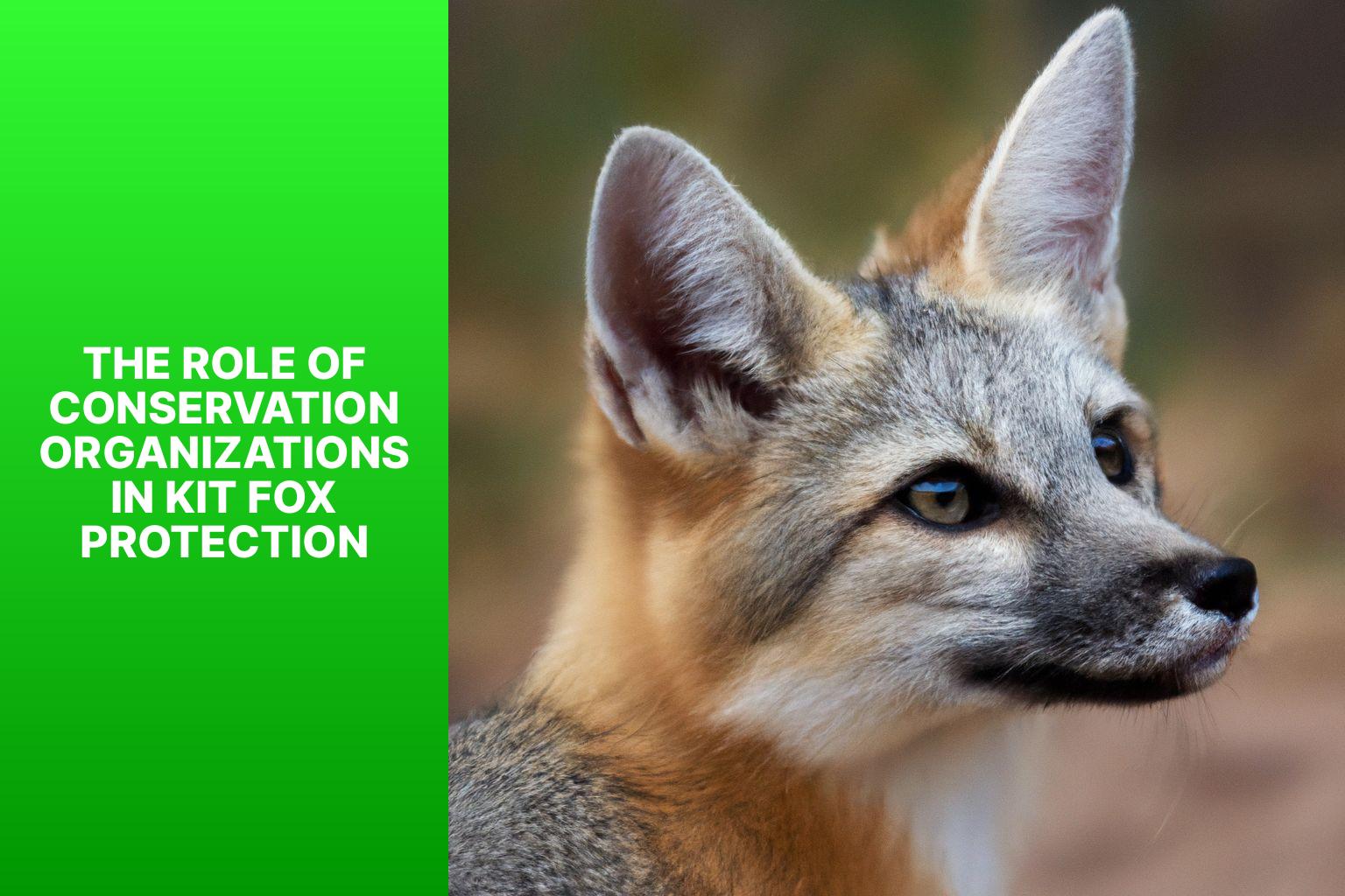 The Role of Conservation Organizations in Kit Fox Protection - Kit Fox in Animal Rights Law 