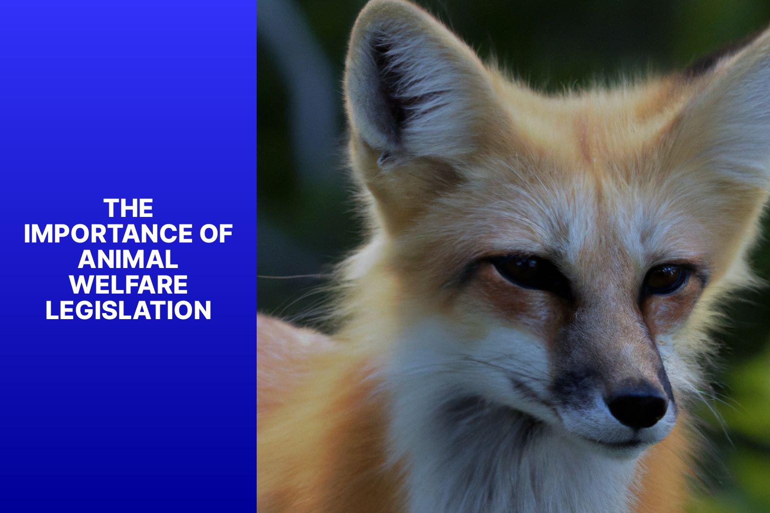 The Importance of Animal Welfare Legislation - Kit Fox in Animal Welfare Legislation 