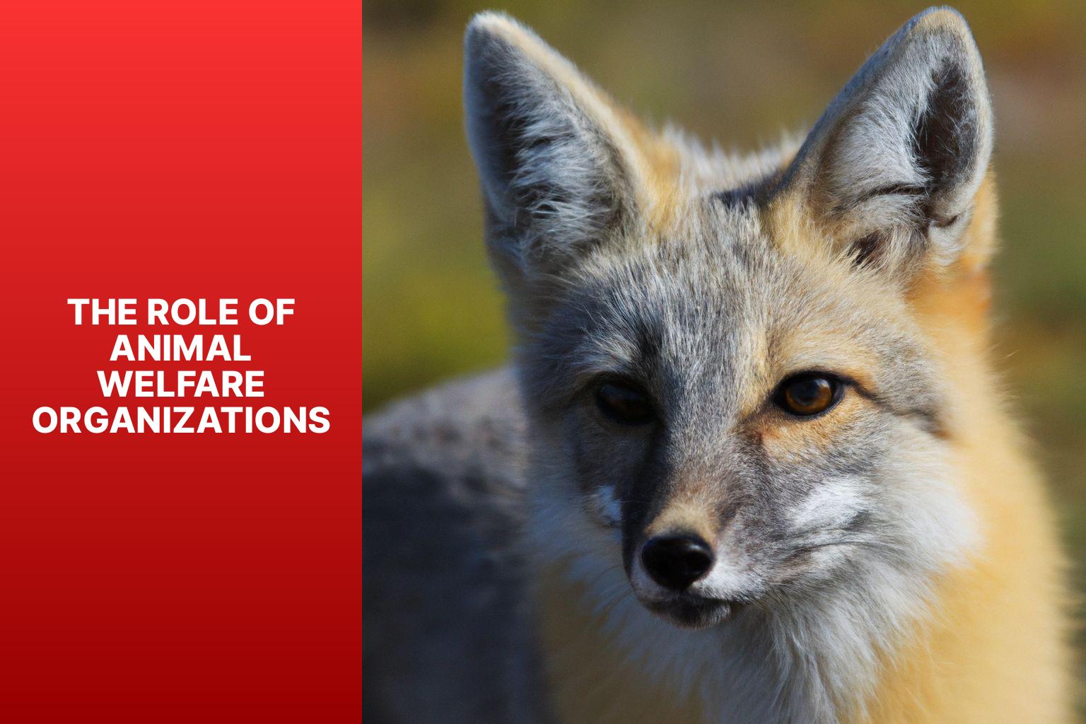 The Role of Animal Welfare Organizations - Kit Fox in Animal Welfare Policy 