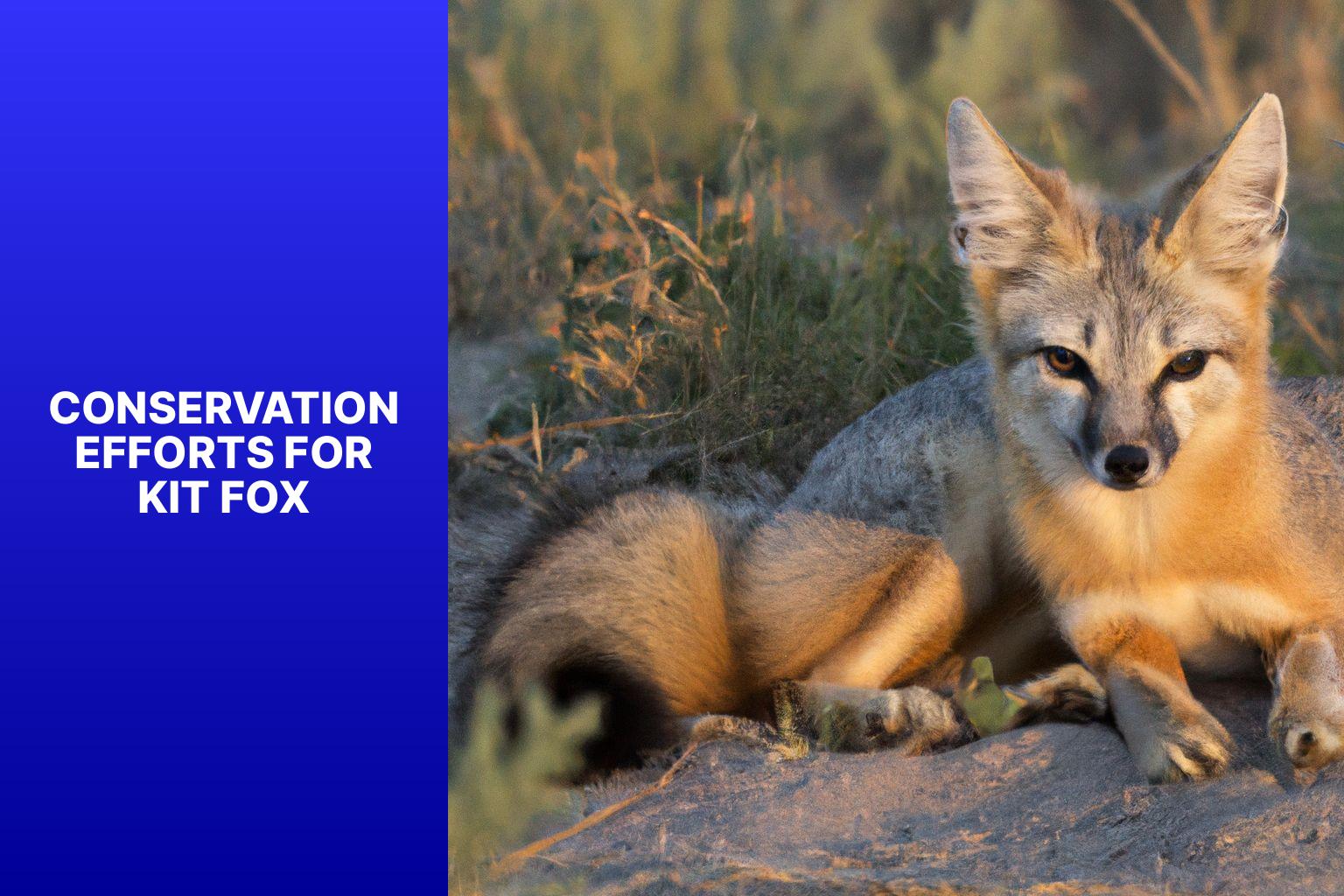 Conservation Efforts for Kit Fox - Kit Fox in Conservation Biology 